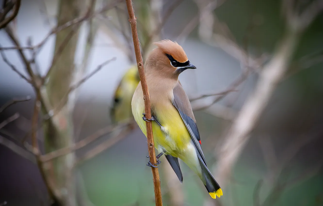 Photo wallpaper branches, nature, bird, the Waxwing