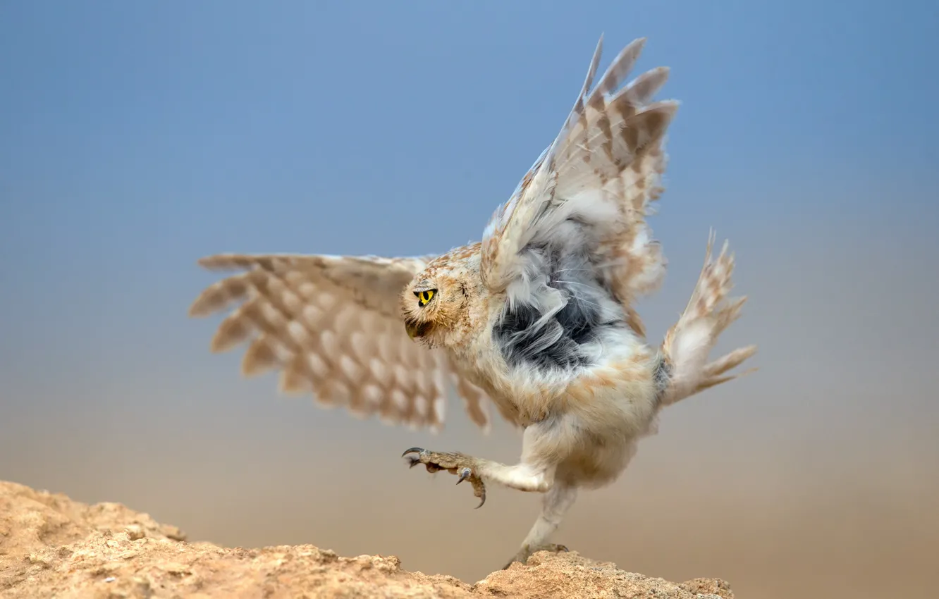 Photo wallpaper owl, bird, predator, hunting, the dance around the snake