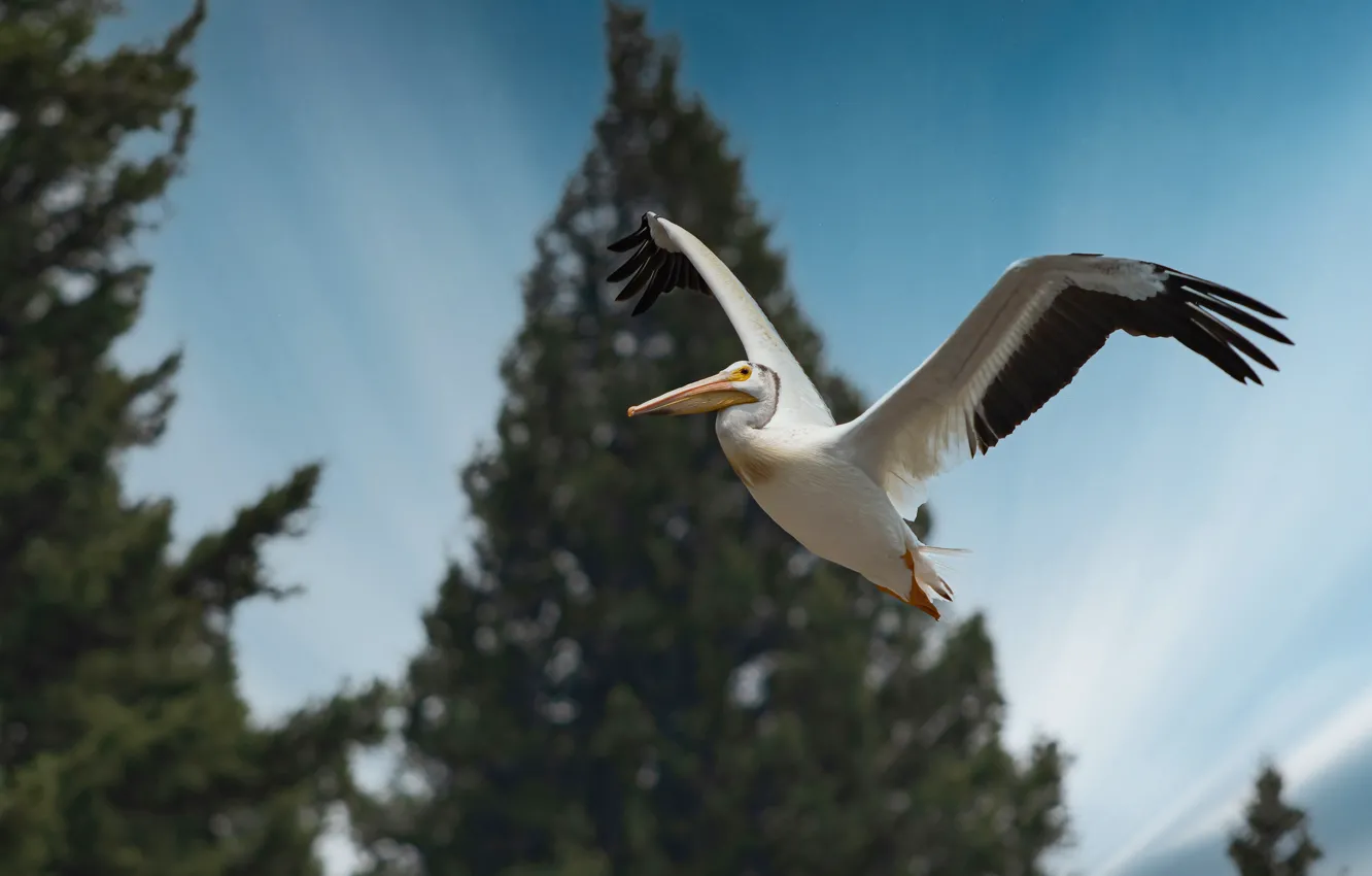 Photo wallpaper flight, bird, Pelican