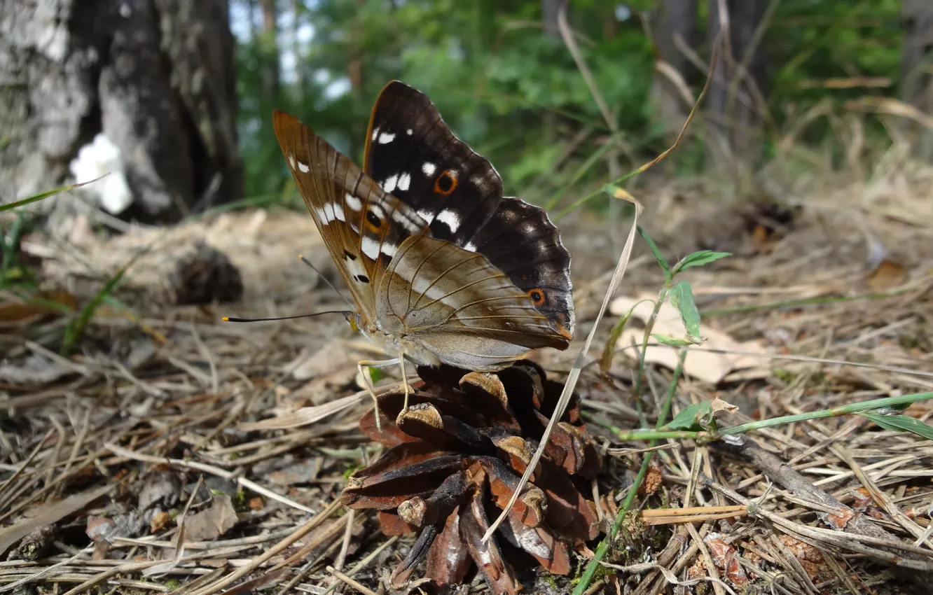 Photo wallpaper forest, summer, landscape, nature, butterfly, glade, insect, bumps