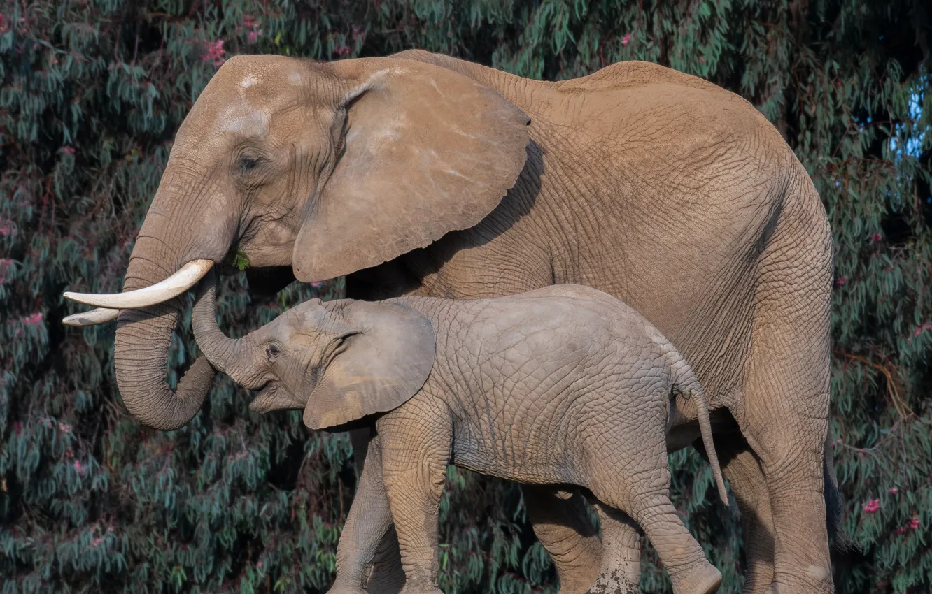 Photo wallpaper cub, elephants, tusks, trunk, the elephant, elephant