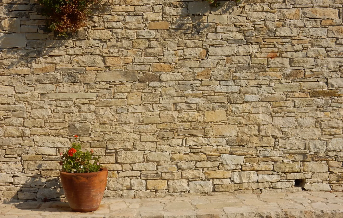 Photo wallpaper flowers, stones, background, wall, widescreen, Wallpaper, shadow, masonry