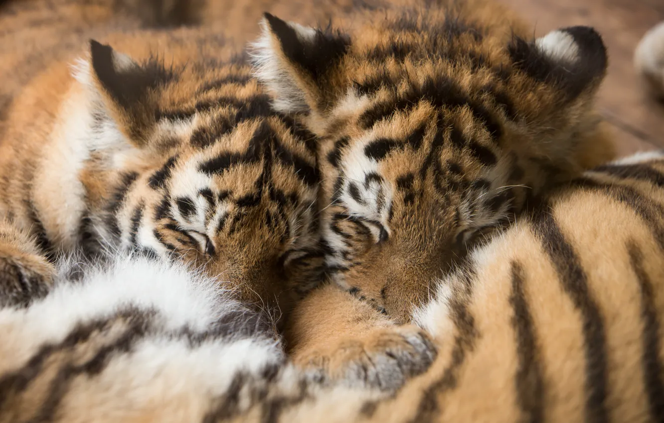 Photo wallpaper cats, tiger, sleep, kittens, fur, the cubs, sleep, Amur