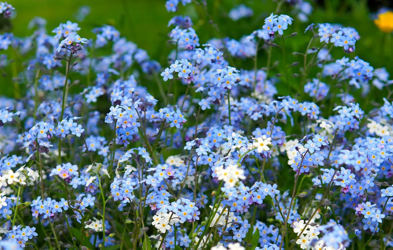 Photo wallpaper flowers, blue, glade, spring, a lot, forget-me-nots