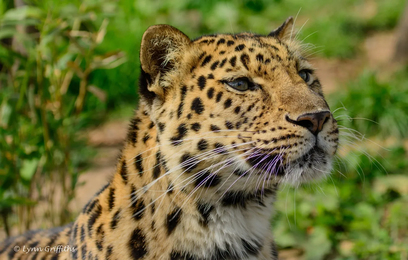 Photo wallpaper face, predator, wild cat, the Amur leopard