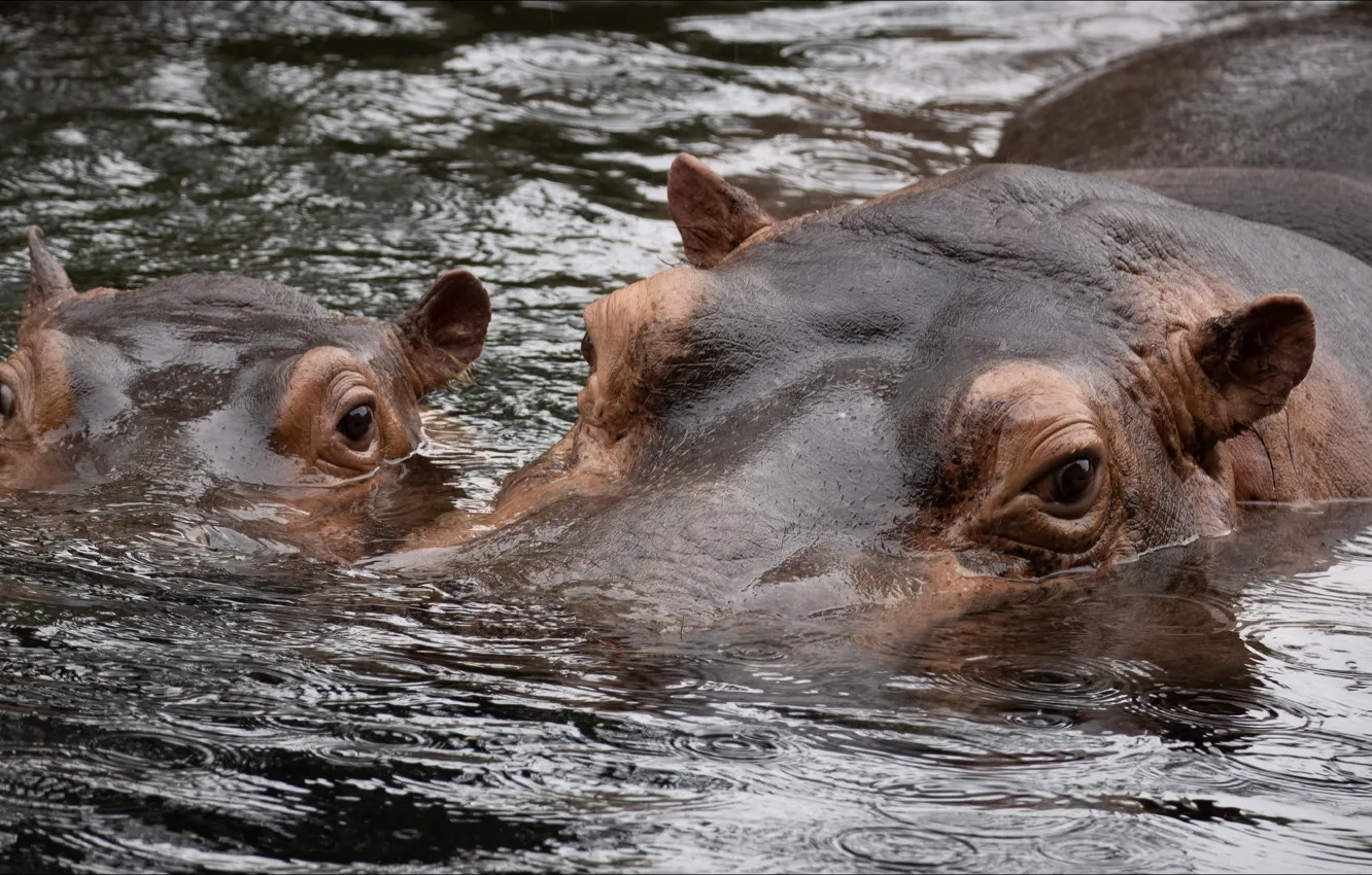 Photo wallpaper animal, Hippo, two, animals, swimming, two, Hippopotamus, swiming