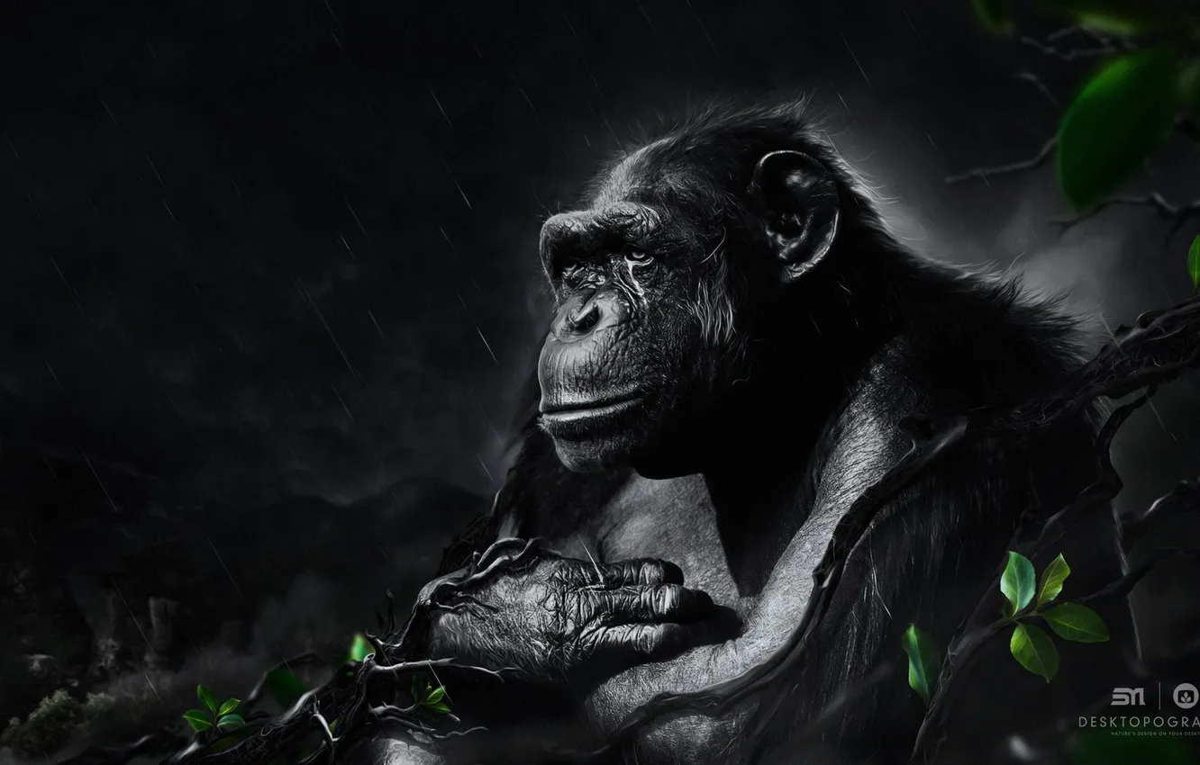 Photo wallpaper leaves, branches, monkey, waiting, desktopography