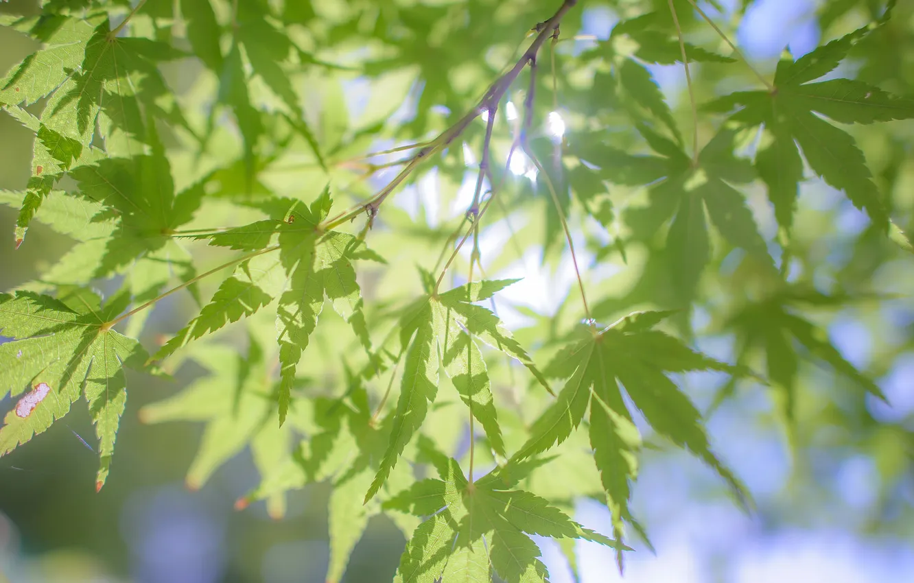 Photo wallpaper summer, leaves, nature