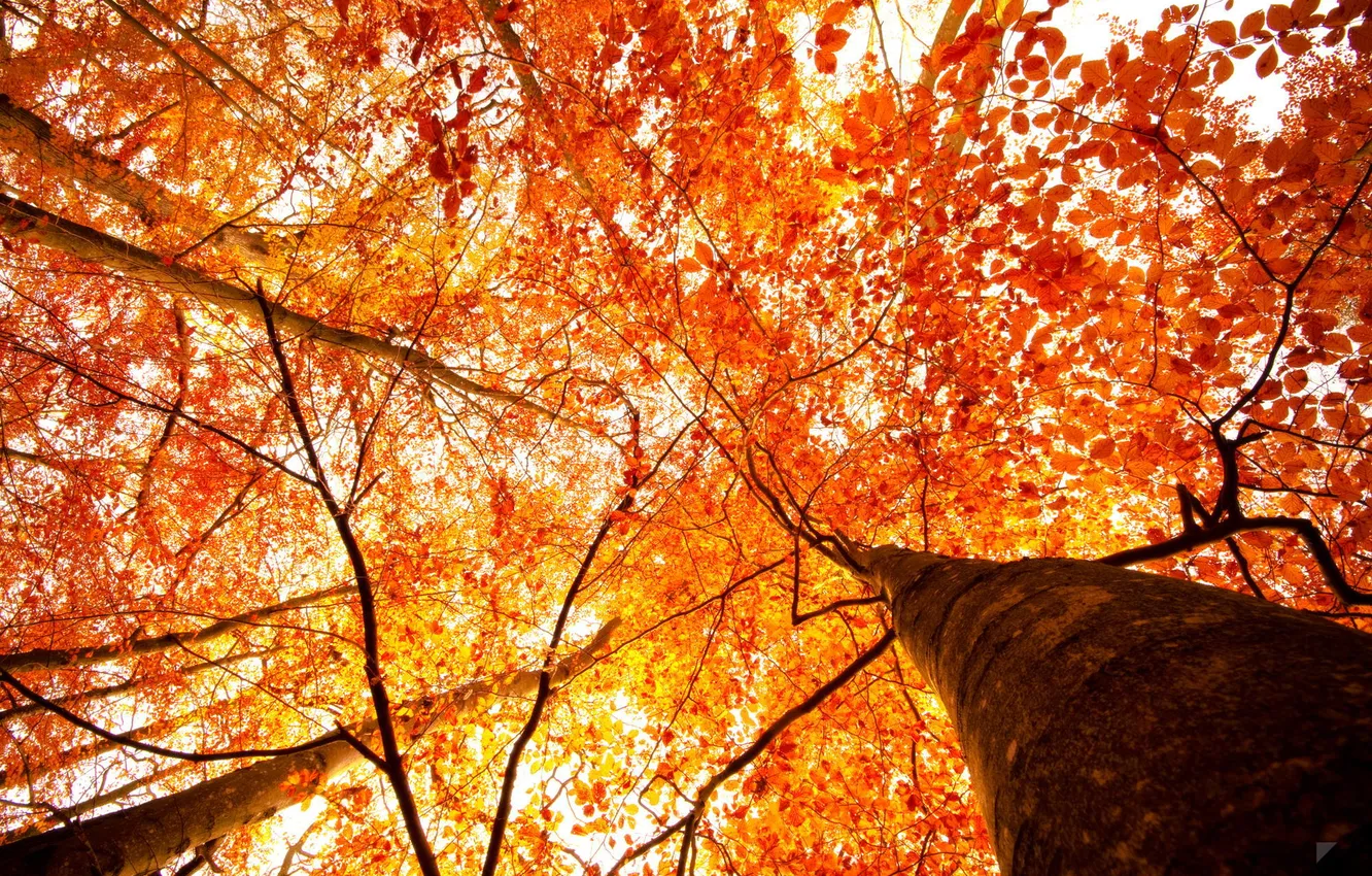 Photo wallpaper autumn, light, trees, foliage, view, by Robin de Blanche, Our Autumn