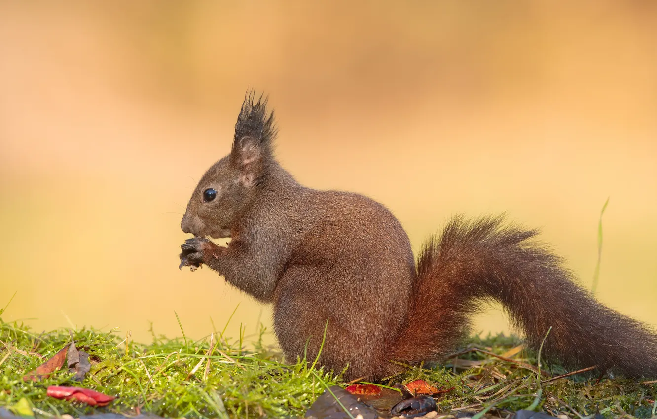 Photo wallpaper protein, rodent, queer