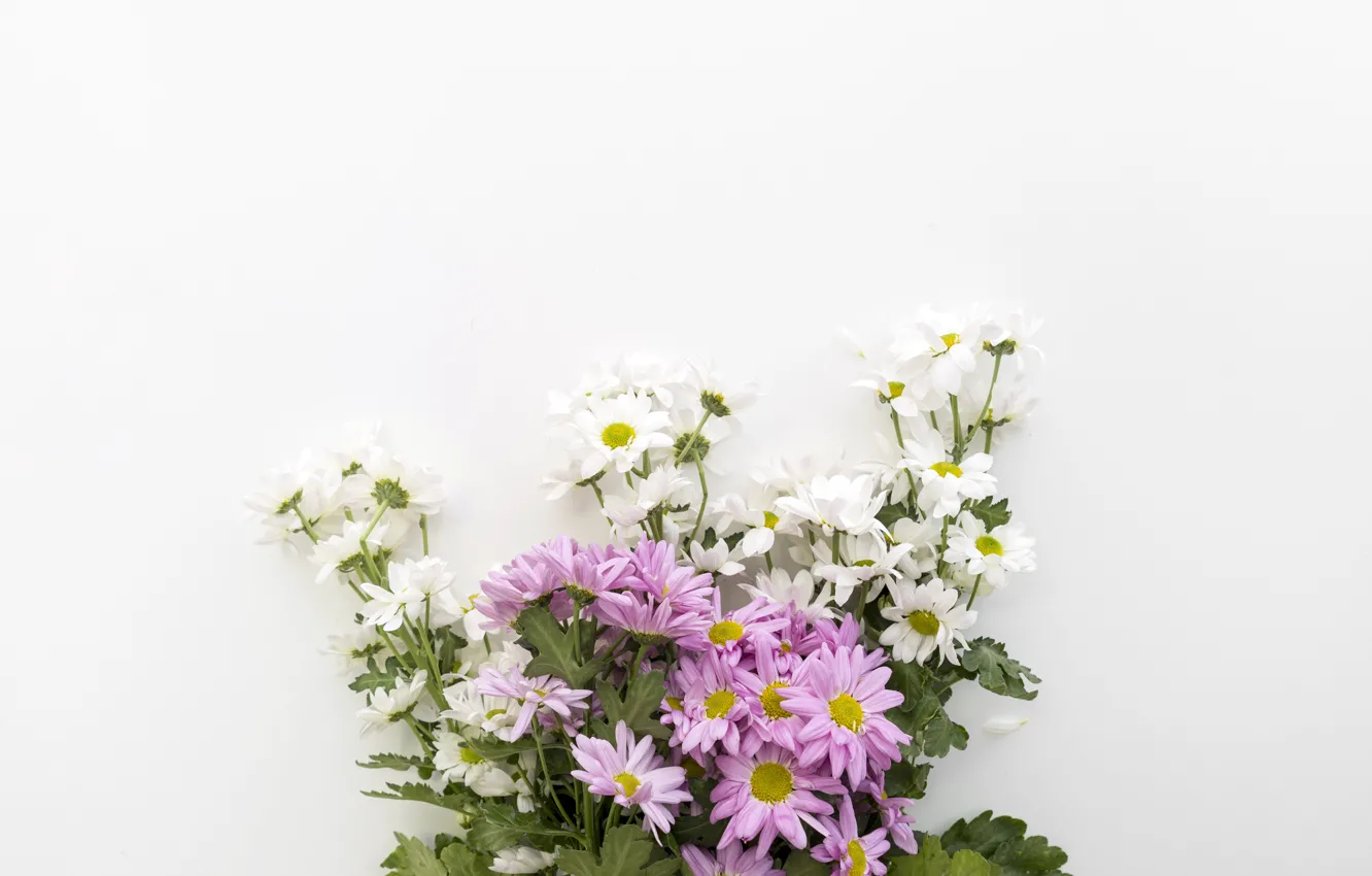 Photo wallpaper white, flowers, background, chamomile, bouquet