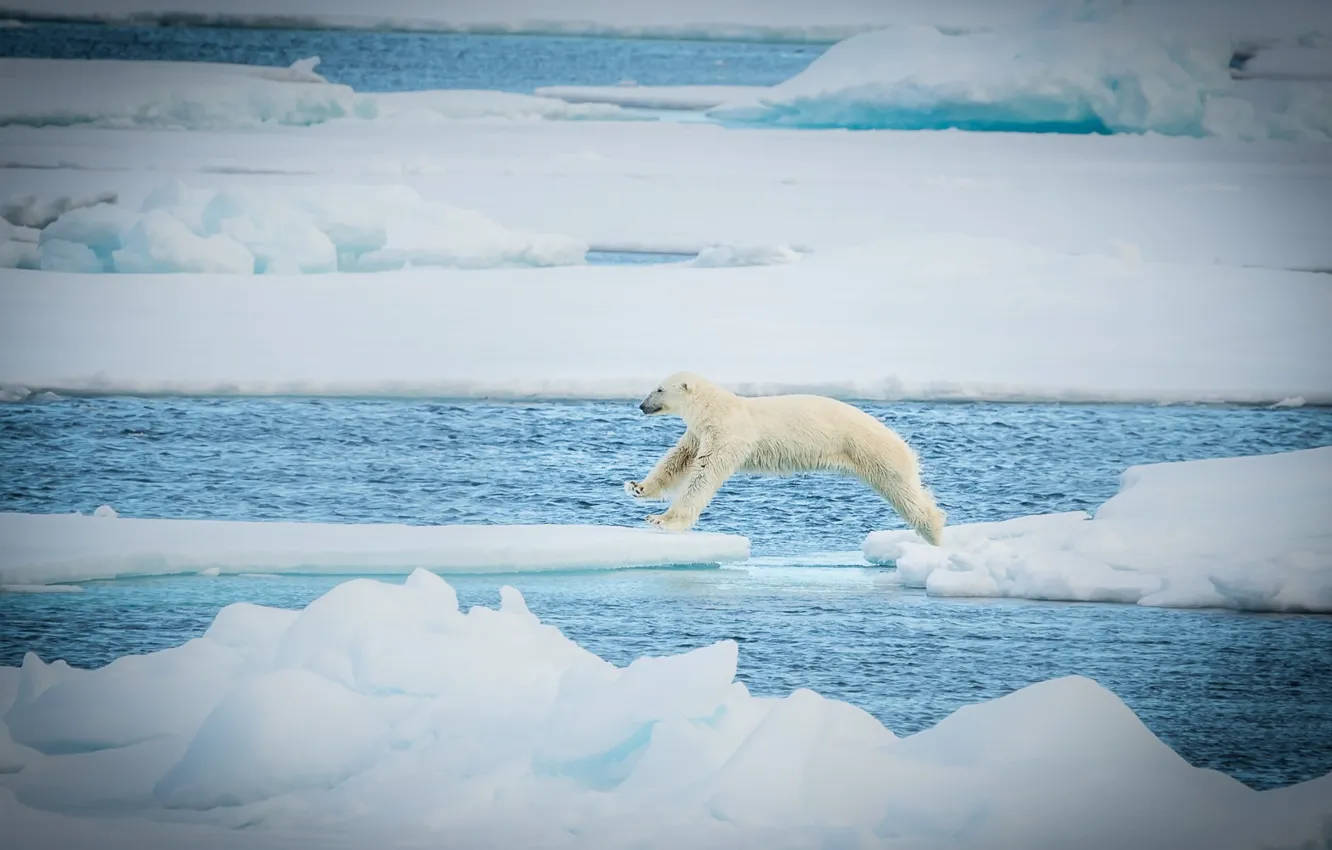 Photo wallpaper jump, predator, ice, polar bear, polar