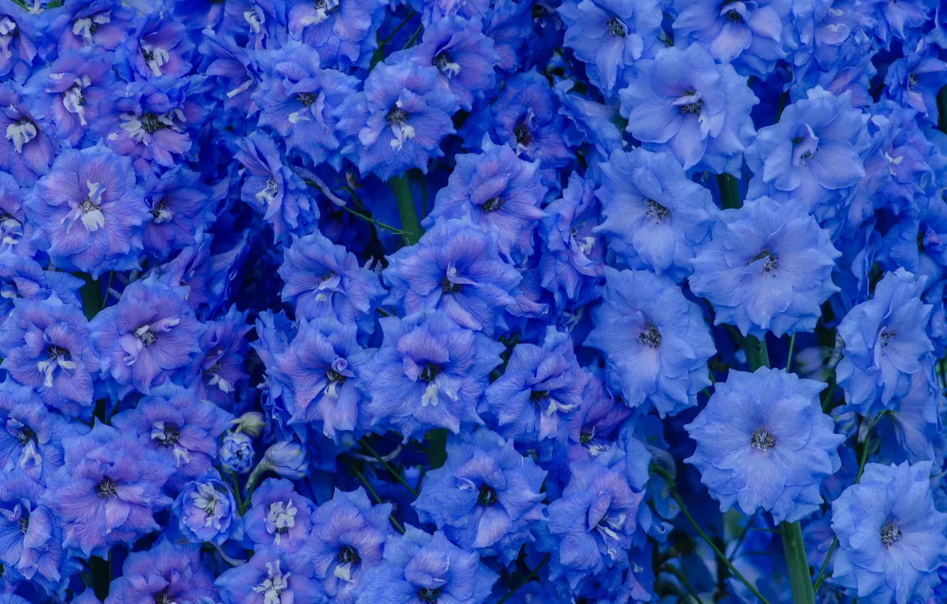 Photo wallpaper flowers, flowerbed, blue flowers, delphinium