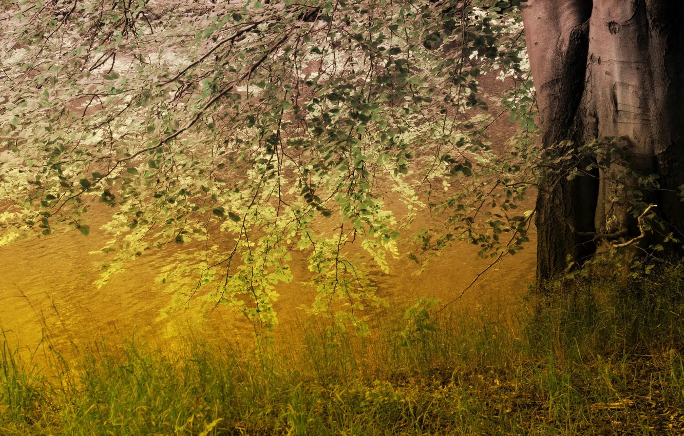 Photo wallpaper nature, tree, morning