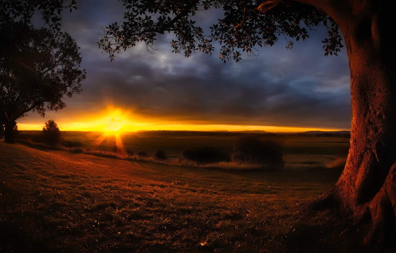 Photo wallpaper field, trees, sunset, the evening, twilight, twilight
