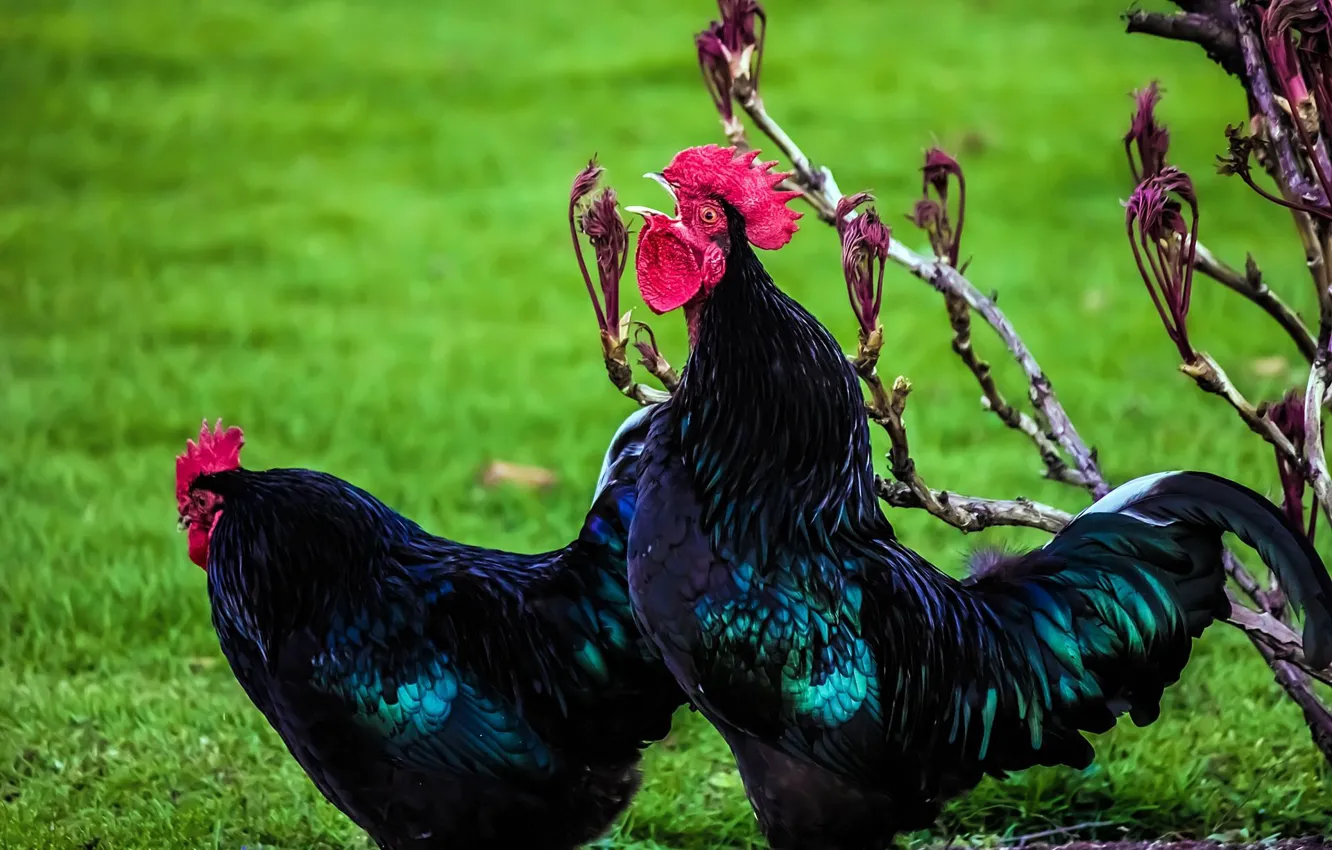 Photo wallpaper green grass, black, cocks, The Year Of The Rooster