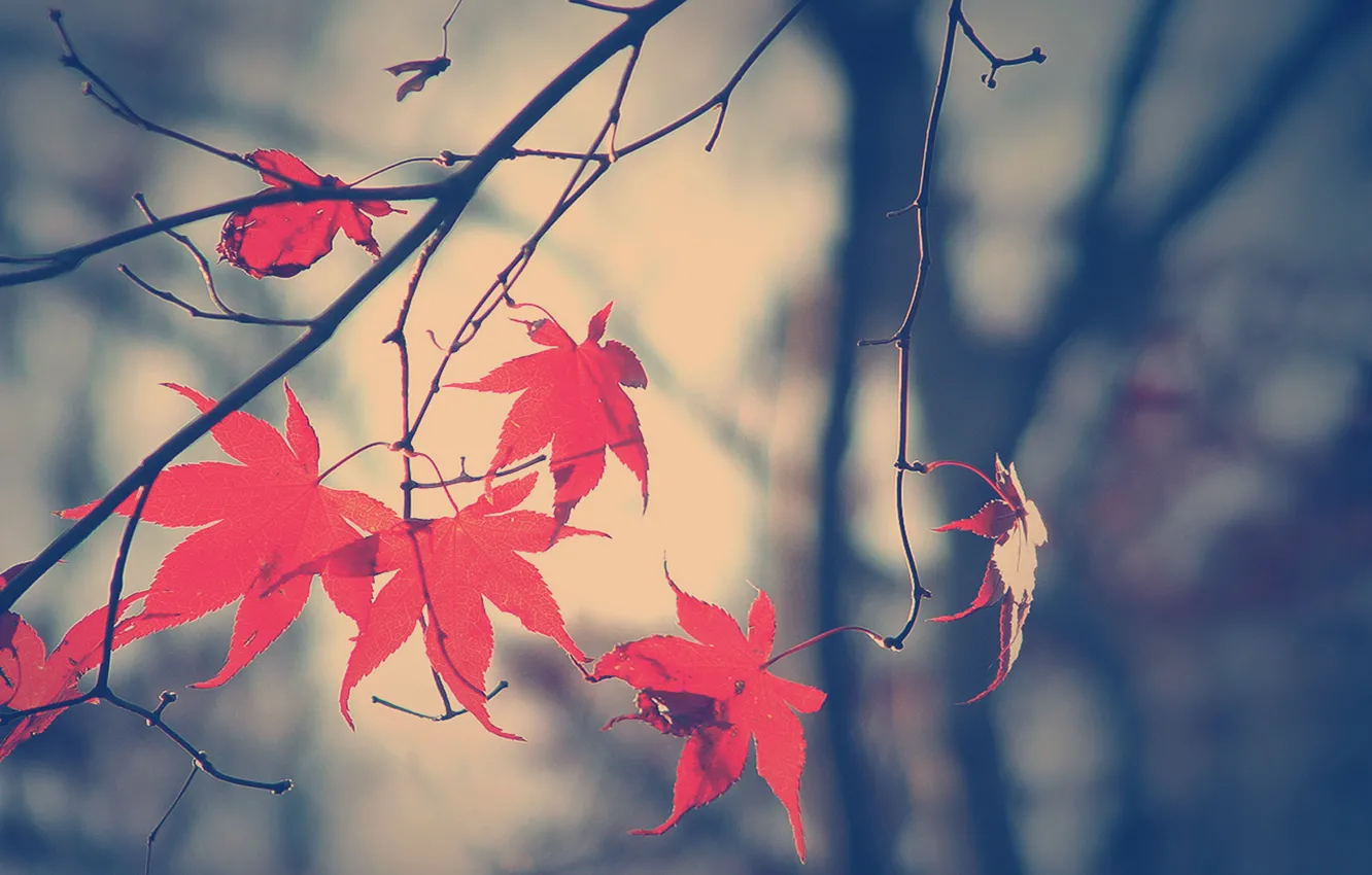 Photo wallpaper autumn, leaves, branches, fall