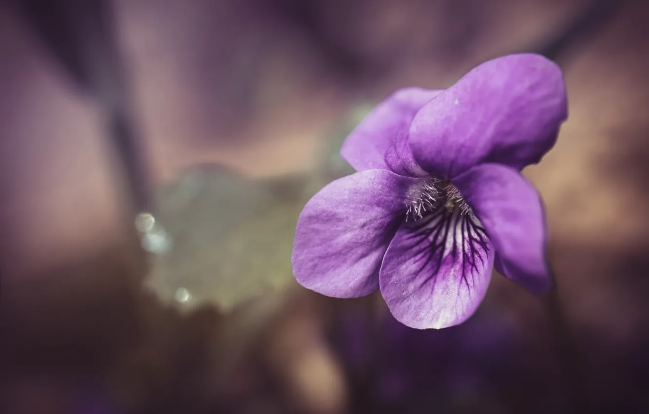 Photo wallpaper flowers, violet, Pansy, viola, purple, bokeh, lilac