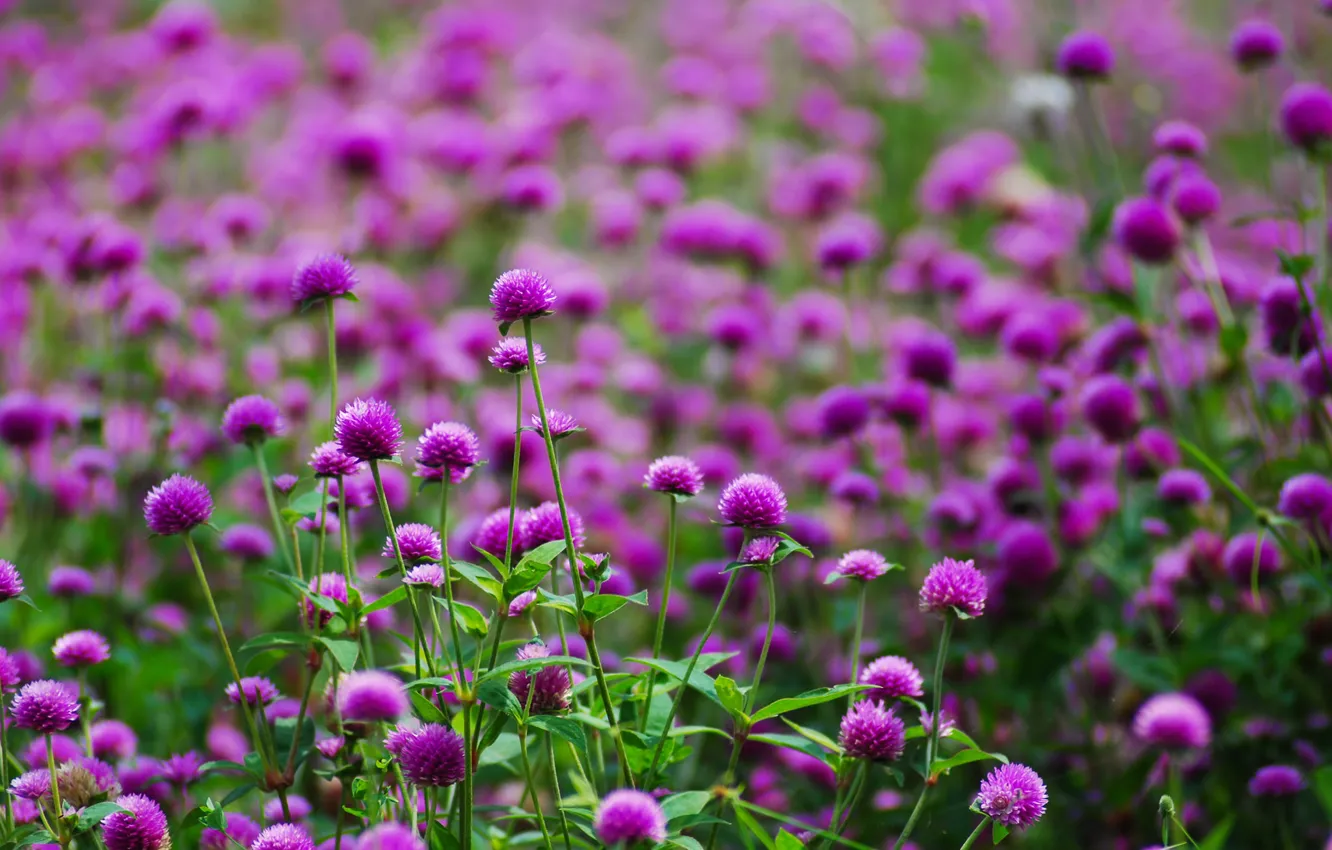 Photo wallpaper flowers, glade, blur, Purple