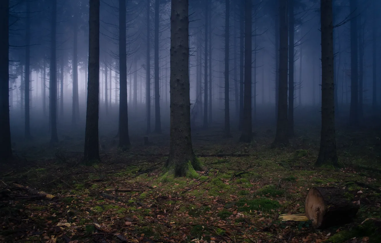 Photo wallpaper forest, nature, Germany, haze, Wilhelmsfeld