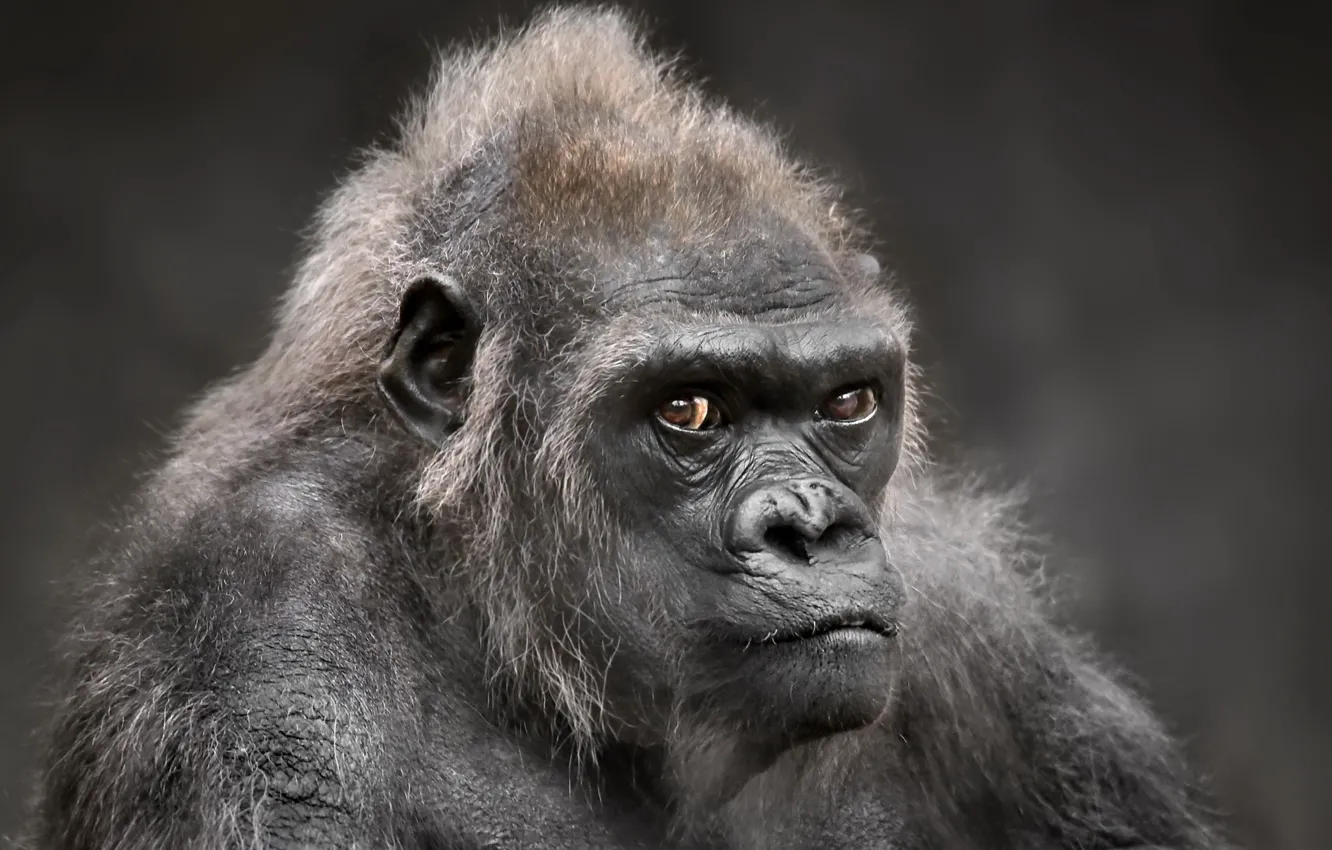 Photo wallpaper look, background, gorilla