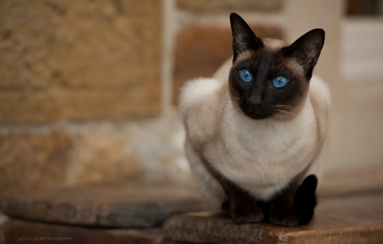 Photo wallpaper cat, look, blue eyes, the Thai cat, Jack Russell