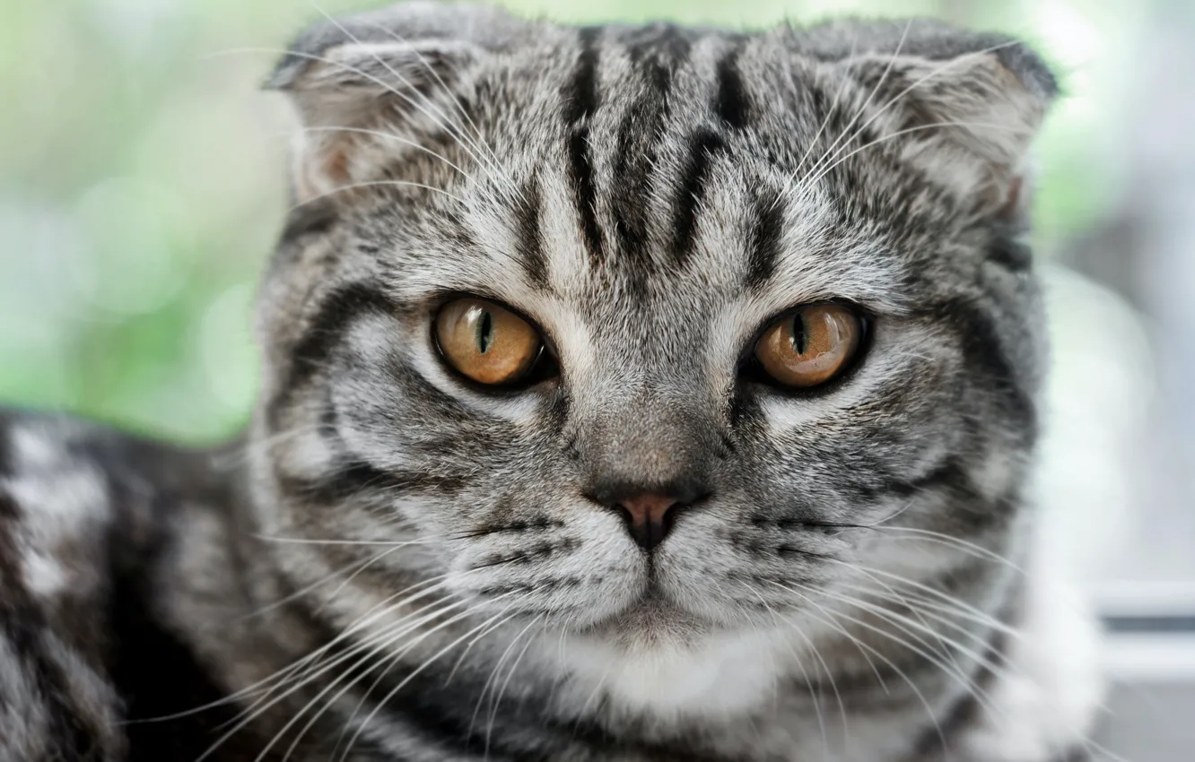 Photo wallpaper cat, cat, look, face, grey, portrait, striped, tabby