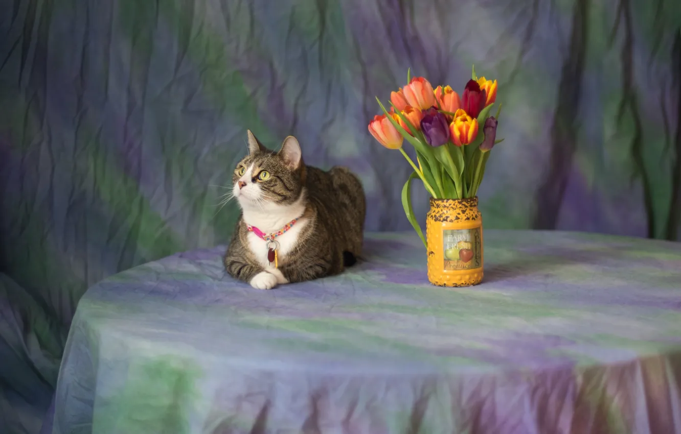 Photo wallpaper cat, cat, look, flowers, table, grey, background, bouquet
