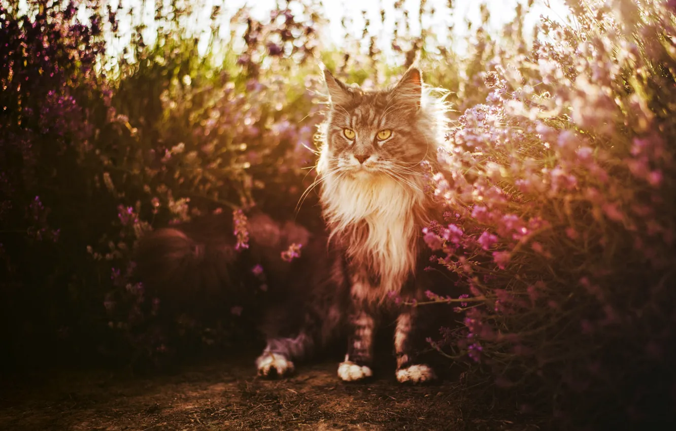 Photo wallpaper cat, summer, cat, look, light, flowers, pose, garden