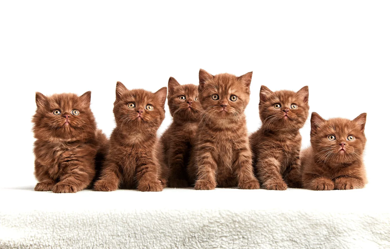 Photo wallpaper look, kittens, white background, company, brown, cuties, a lot, faces