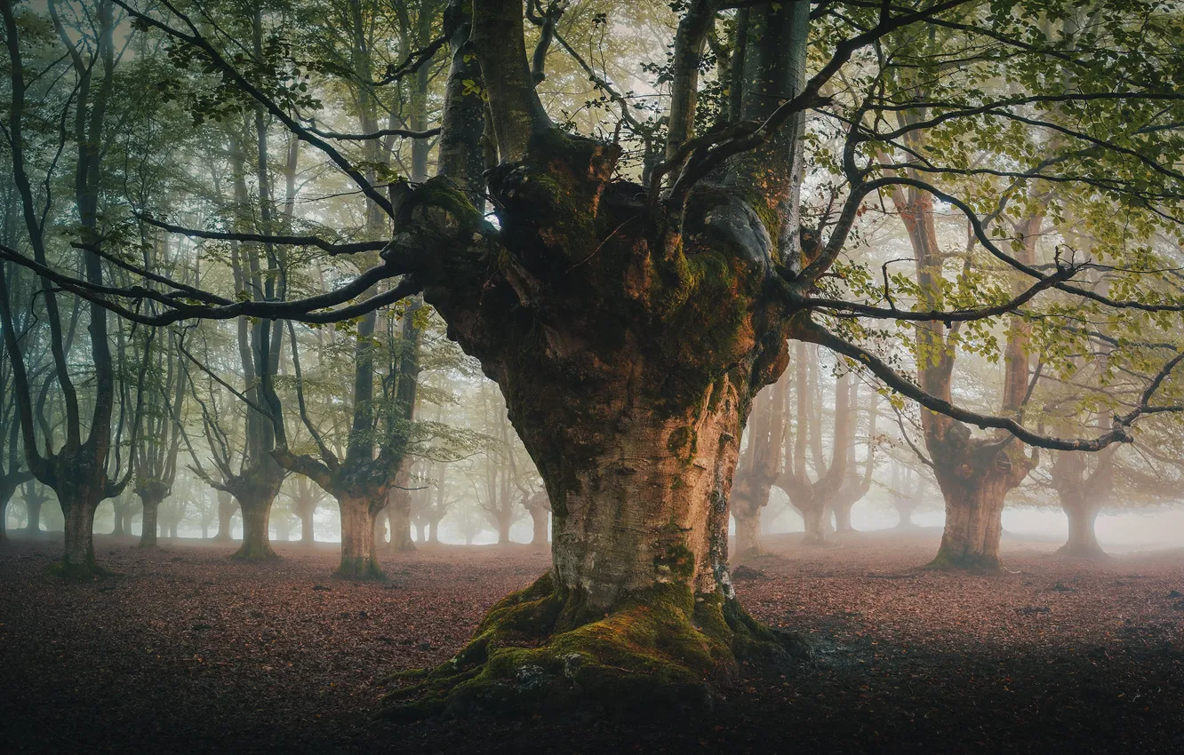 Photo wallpaper powerful, Park, fog, trees, moss, foliage, branches, autumn