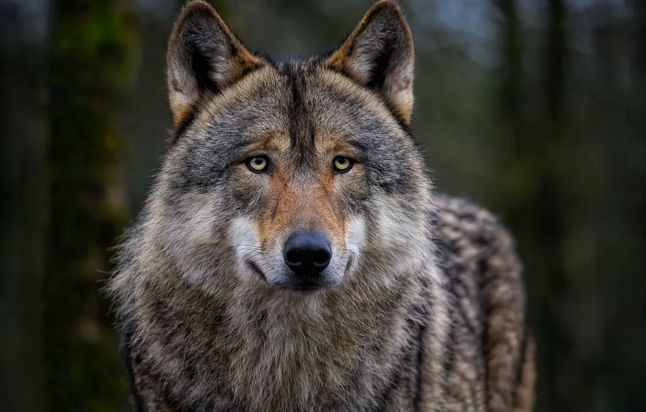 Photo wallpaper Predator, nature, animal, wolf, wildlife, portrait, portrait., Canis lupus. face
