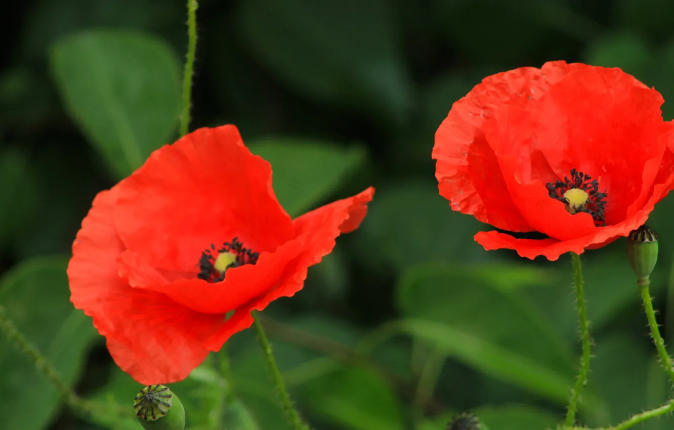 Photo wallpaper red, flower, poppy