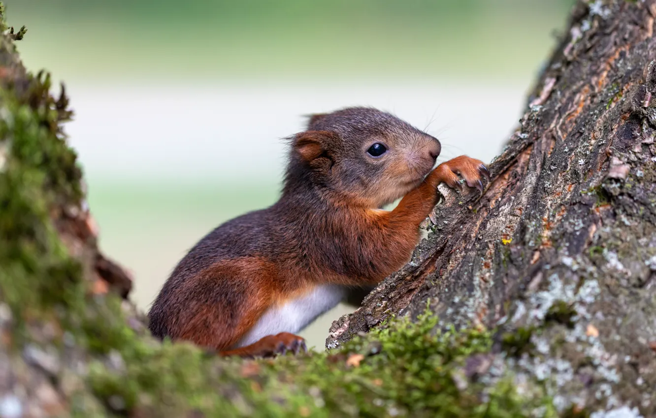 Photo wallpaper trees, nature, pose, protein, trunk, bark, rodent, squirrel