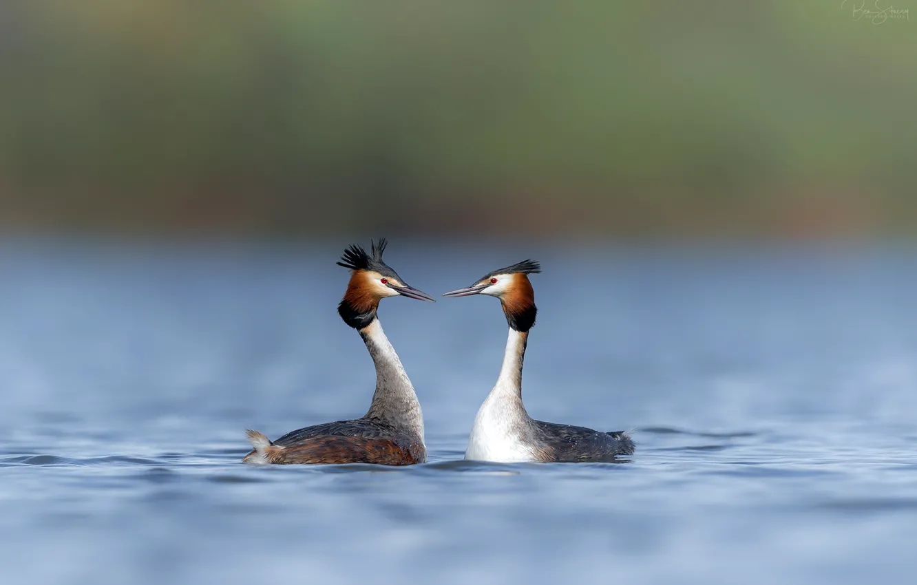Photo wallpaper water, birds, nature, river, background, pair, bokeh, the great crested grebe