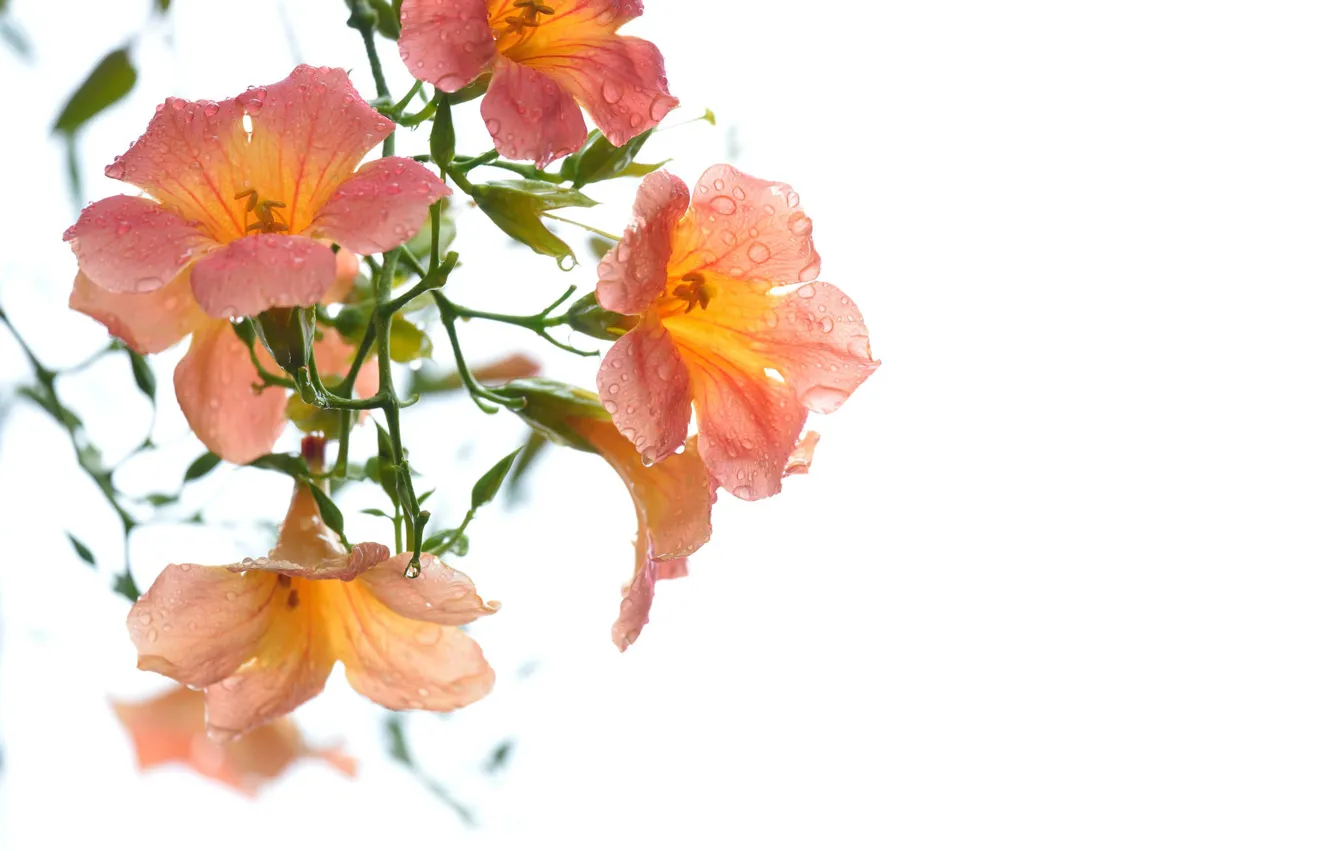 Photo wallpaper Rosa, background, campsis