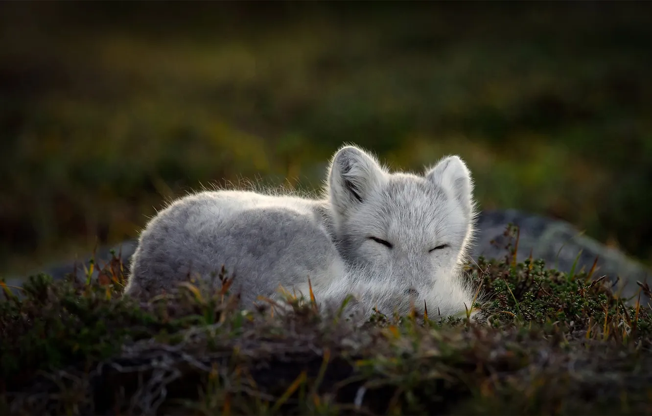 Photo wallpaper white, fox, animal, Arctic, Sleeping