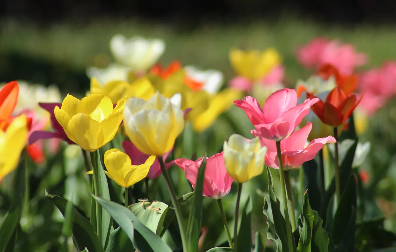 Photo wallpaper light, flowers, yellow, tulips, pink, flowerbed, bokeh