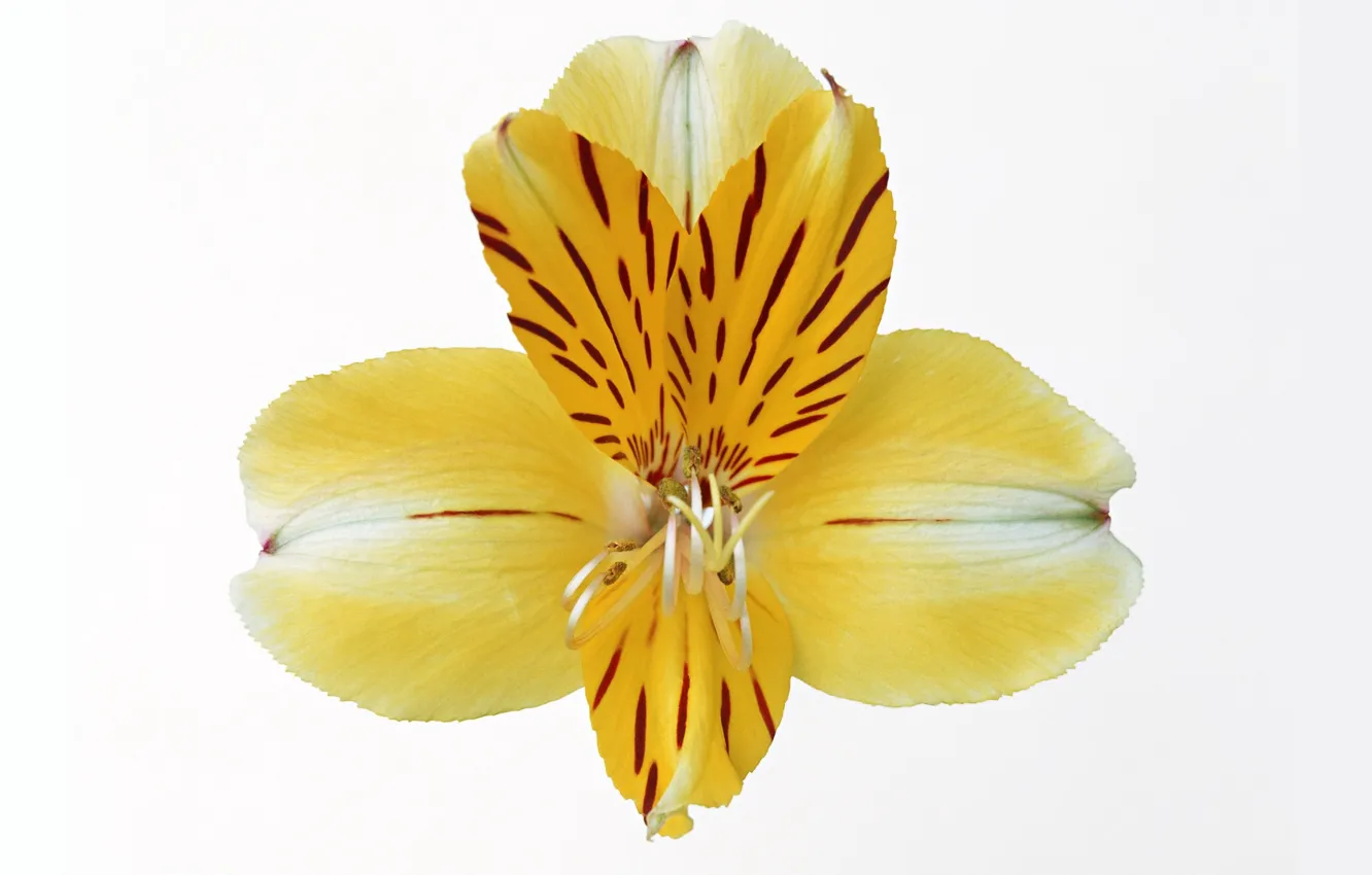 Photo wallpaper flower, yellow, background, Alstroemeria