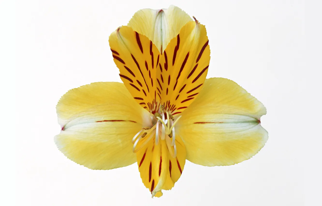 Photo wallpaper flowers, yellow, background, Alstroemeria