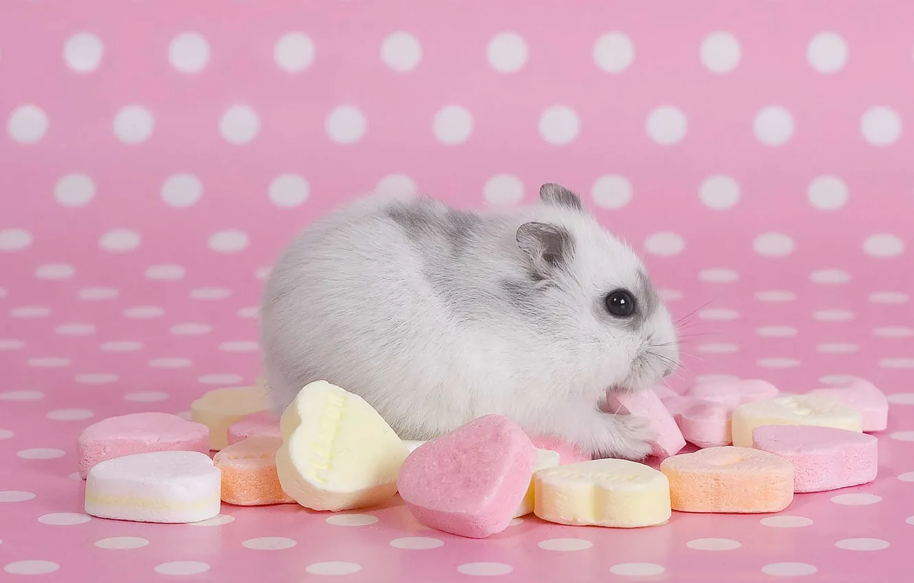 Photo wallpaper animals, Hamster, cookies