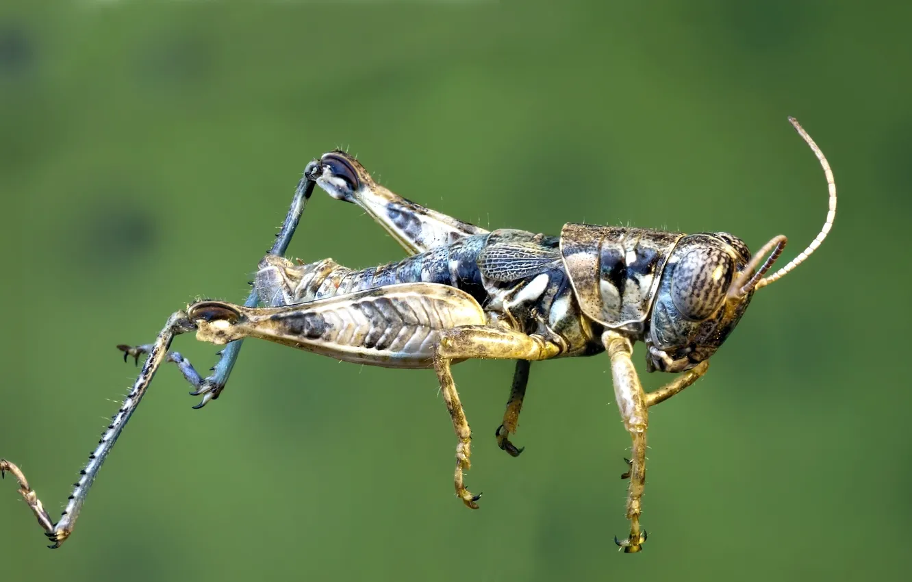 Photo wallpaper nature, macro, insect