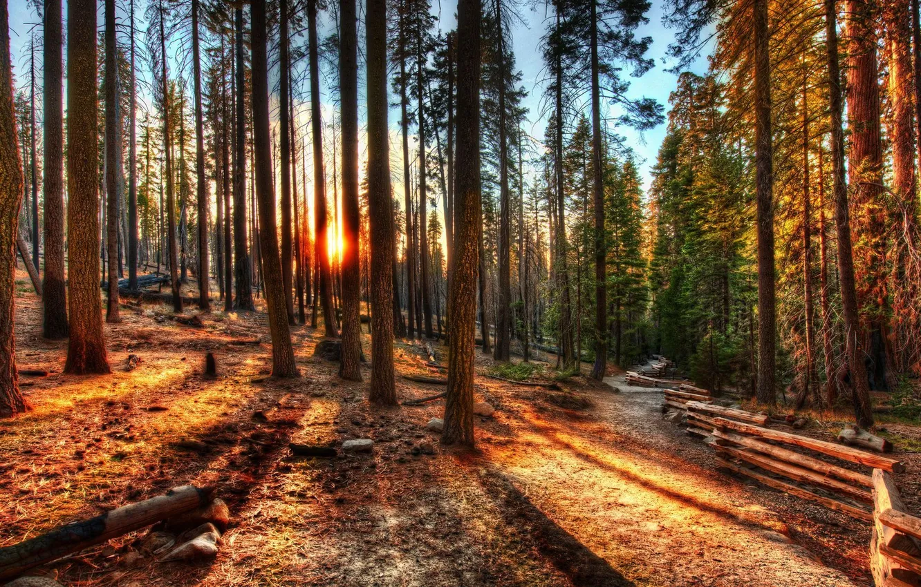 Photo wallpaper forest, trees, sunset