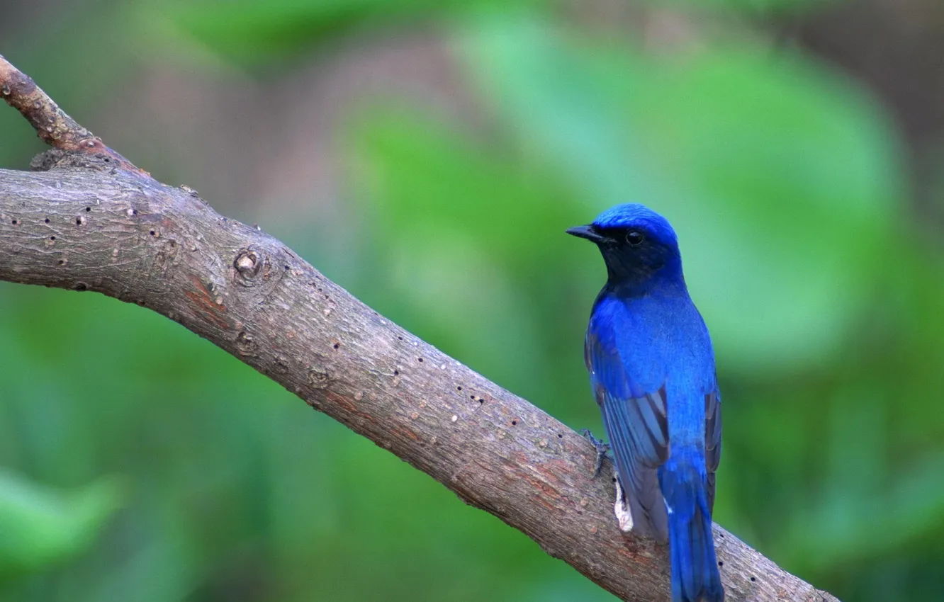 Photo wallpaper bird, branch, bird, blue