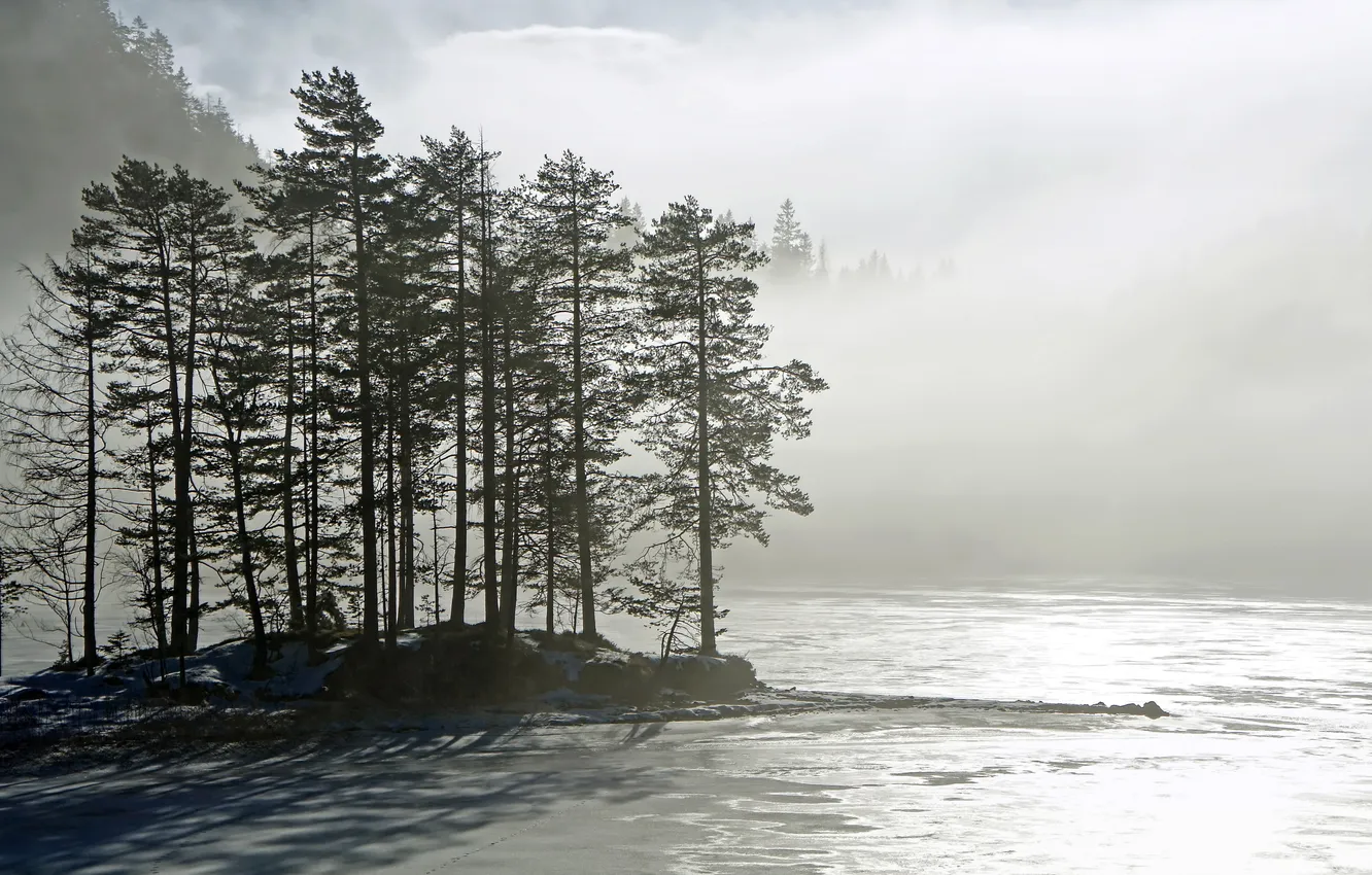 Photo wallpaper trees, landscape, nature, fog, lake, morning