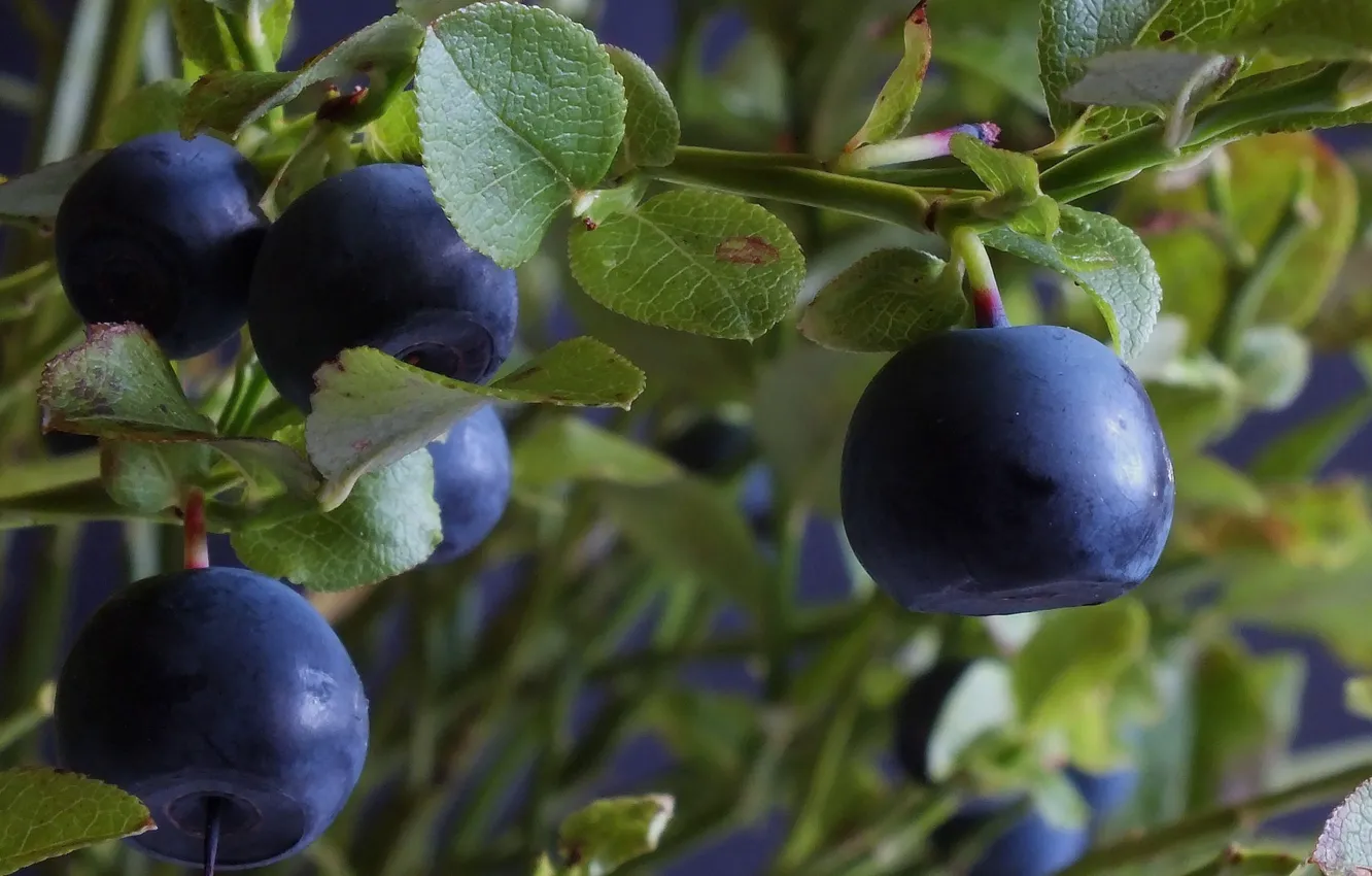 Photo wallpaper leaves, branches, berries, blueberries, the bushes