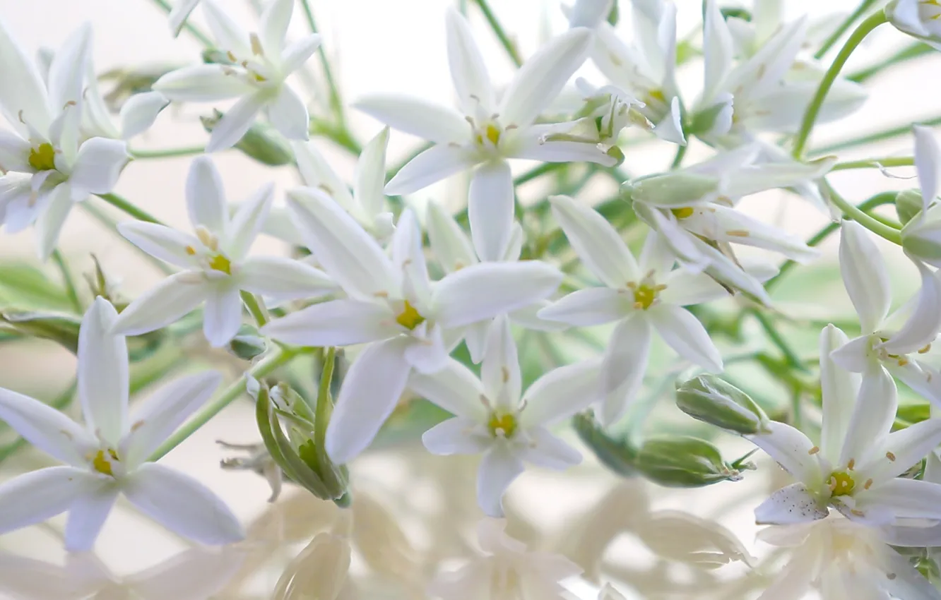 Photo wallpaper white, flower, blooming