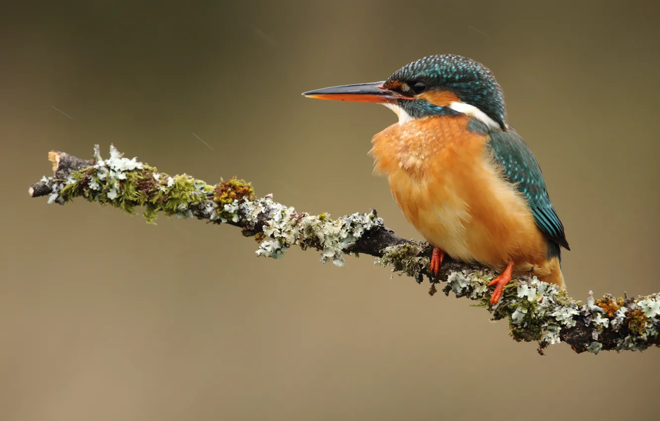Photo wallpaper drops, branches, background, rain, bird, moss, profile, bird