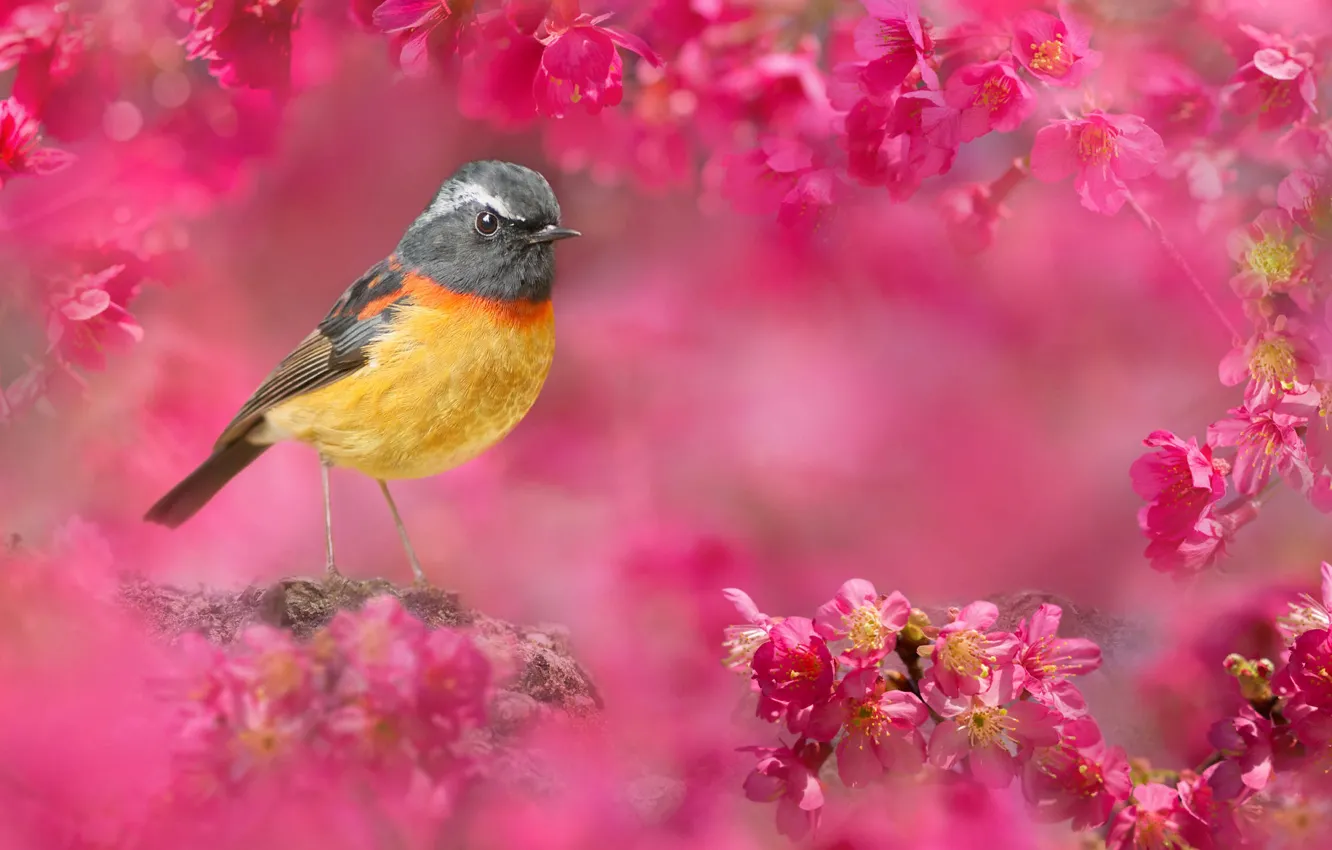 Photo wallpaper flowers, nature, cherry, bird, Taiwan, bokeh, FuYi Chen