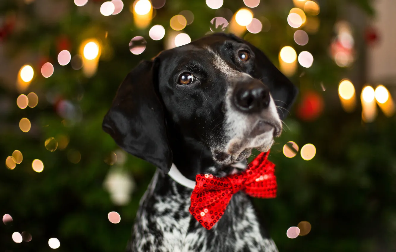 Photo wallpaper eyes, look, face, close-up, red, background, holiday, new year